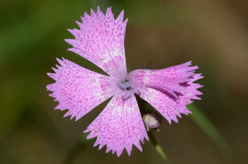 Dianthus seguieri